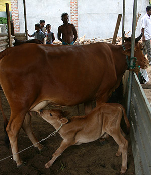 Hari Children's Home, Kallady, now has milk cows